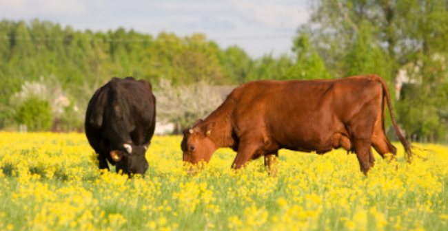 Les bienfaits de la graisse à traire sur les animaux  